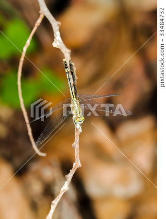 Close up of Light Green Dragonfly on a grass Close up of Light Green Dragonfly on a grass 33484732