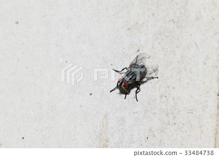 Closeup of Housefly on the white floor 33484738