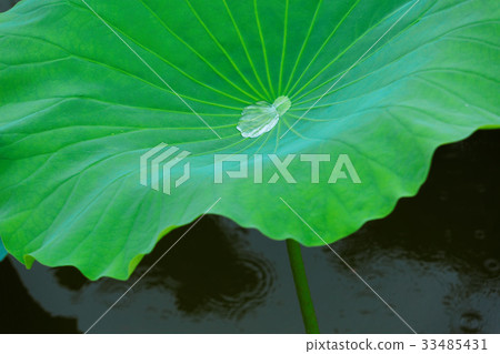 澆灌在上野Shinobu池塘蓮花葉子的下落 澆灌在上野Shinobu池塘蓮花葉子的下落 33485431