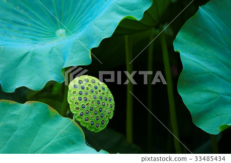 澆灌在上野Shinobu池塘蓮花葉子的下落 澆灌在上野Shinobu池塘蓮花葉子的下落 33485434