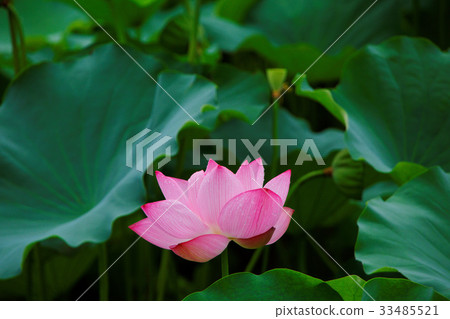 Water drops on a lotus flower of Ushino Shinobu pond Water drops on a lotus flower of Ushino Shinobu pond 33485521