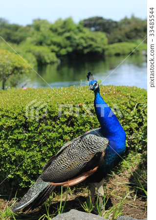 Peacock Peacock 33485544
