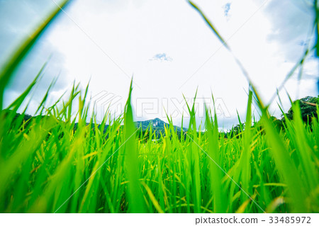 Rice Field Rice Field 33485972