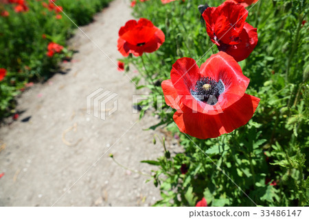 這是“Kasaoka Bay Farm”路站的罌粟田。 33486147