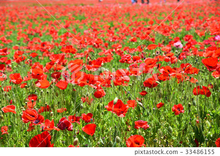 這是“Kasaoka Bay Farm”路站的罌粟田。 33486155