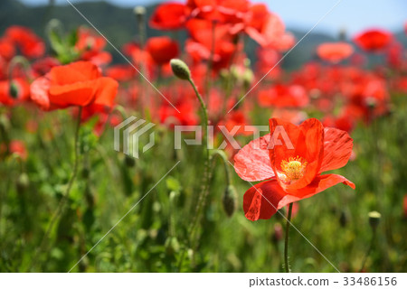 It is a poppy field of the road station "Kasaoka Bay Farm". It is a poppy field of the road station "Kasaoka Bay Farm". 33486156
