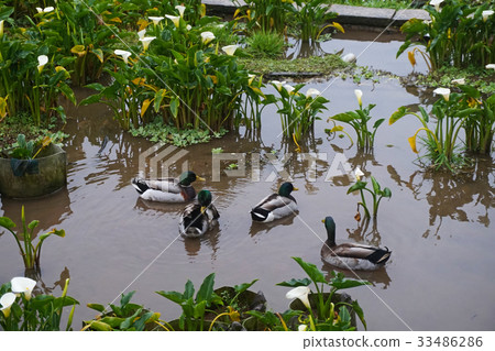 Mallard, duck 33486286