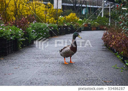 Mallard, duck Mallard, duck 33486287