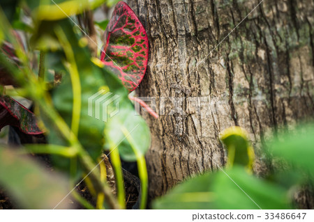 Gecko Lizard on the tree close up focus Gecko Lizard on the tree close up focus 33486647