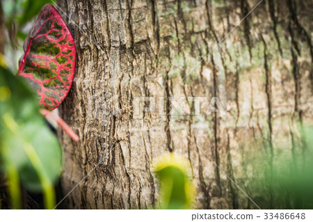 Gecko Lizard on the tree close up focus Gecko Lizard on the tree close up focus 33486648