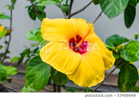 Yellow blooming flower selective focus Yellow blooming flower selective focus 33486649