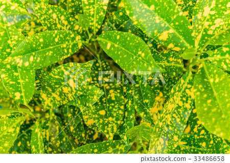 Yellow and Green leaves pot plant, green leaf 33486658