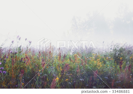 Misty Morning In The Meadow Misty Morning In The Meadow 33486881