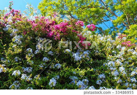 Bougainvillea tree and Phlox plant closeup. Bougainvillea tree and Phlox plant closeup. 33486955