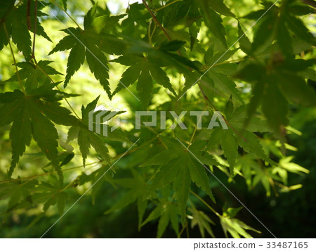 Momiji Momiji 33487165
