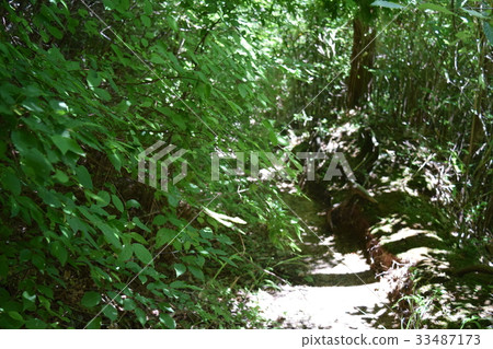 Mt. Kongo山徑 33487173