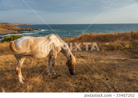 Horses on the meadow near the water 33487202
