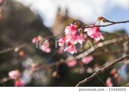 Wild Himalayan Cherry on tree 33488008