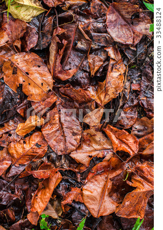 图库照片: background of a pile of leaves