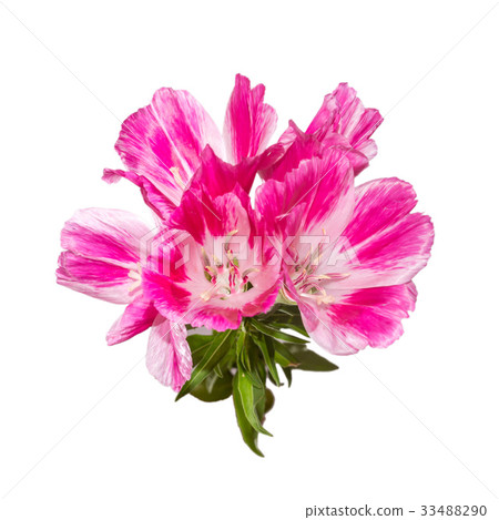 Godetia flower isolated. A branch of beautiful pink and purple spring flowers. 33488290