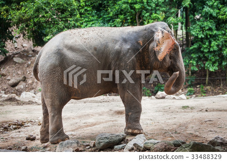The elephant in the zoo at Thailand The elephant in the zoo at Thailand 33488329