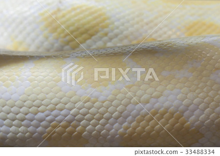 Skin of Golden Thai Python snake Skin of Golden Thai Python snake 33488334