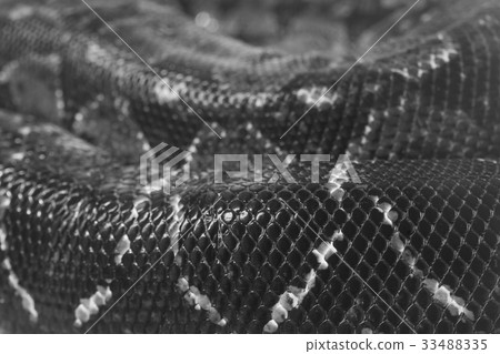 Skin of Boa Constritor snake Skin of Boa Constritor snake 33488335