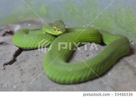 Big-eyed Pit Viver snake Big-eyed Pit Viver snake 33488336