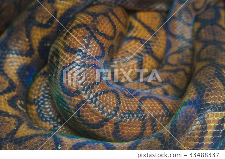 skin of Brazilian Rainbow Boa snake skin of Brazilian Rainbow Boa snake 33488337