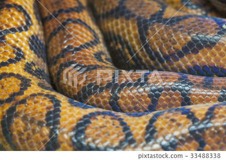 skin of Brazilian Rainbow Boa snake 33488338