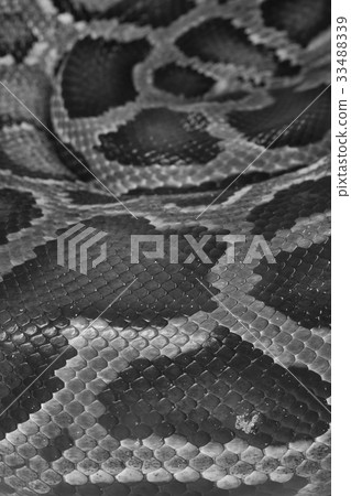 Skin of Green Burmese Python snake 33488339