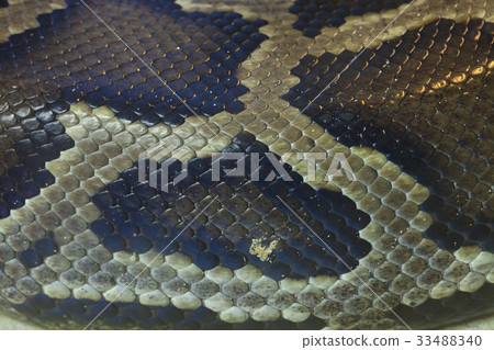 Skin of Green Burmese Python snake Skin of Green Burmese Python snake 33488340
