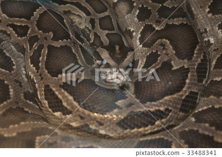 Skin of Green Burmese Python snake Skin of Green Burmese Python snake 33488341