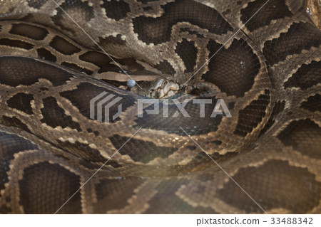 Skin of Green Burmese Python snake Skin of Green Burmese Python snake 33488342