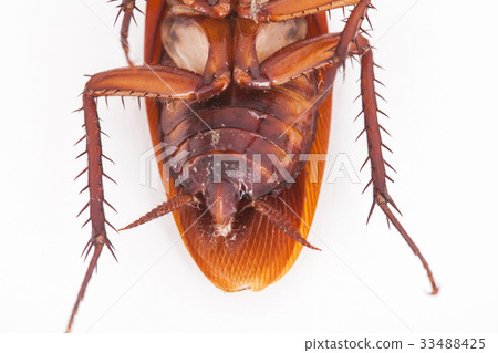 macro of cockroach is dead shoot on white 33488425