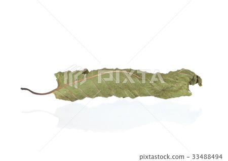 Mitragyna leaf isolate on white background 33488494
