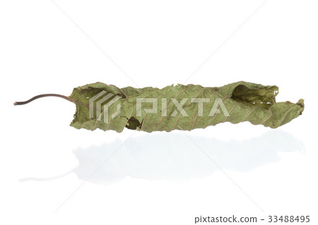 Mitragyna leaf isolate on white background Mitragyna leaf isolate on white background 33488495