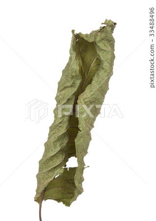 Mitragyna leaf isolate on white background 33488496