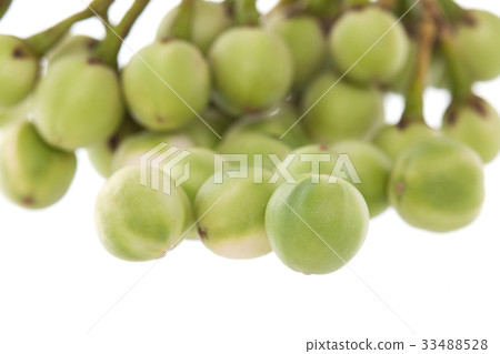 turkey berry isolated on white background 33488528