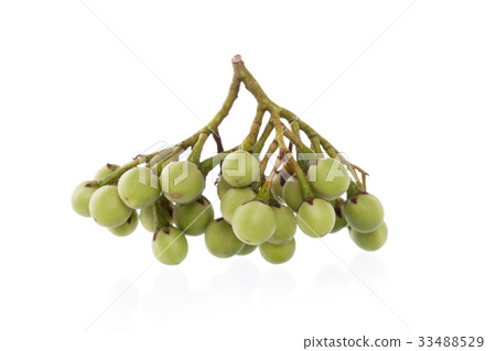 turkey berry isolated on white background 33488529