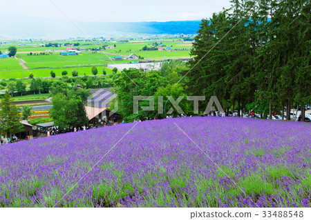 Farm Tomita lavender field and Norokko 33488548