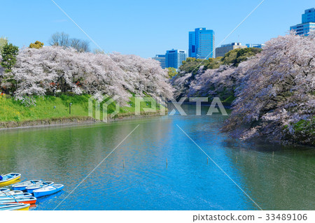 櫻花盛開在Chidorigafuchi和休閒船 33489106