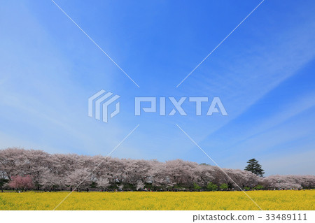 Cherry blossoms and rape blossoms in full bloom in the temple Cherry blossoms and rape blossoms in full bloom in the temple 33489111