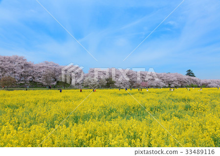 櫻花和油菜花盛開在寺廟裡 櫻花和油菜花盛開在寺廟裡 33489116