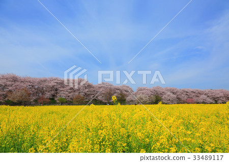 櫻花和油菜花盛開在寺廟裡 櫻花和油菜花盛開在寺廟裡 33489117