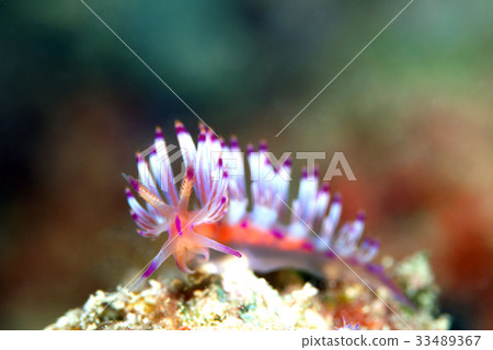 Nudibranch Minnow 33489367