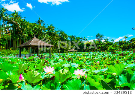 Water lily Water lily 33489518