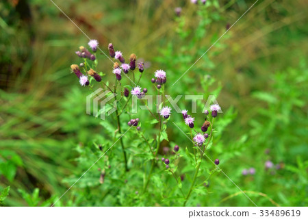 Fresh grass with small pink flowers. 33489619
