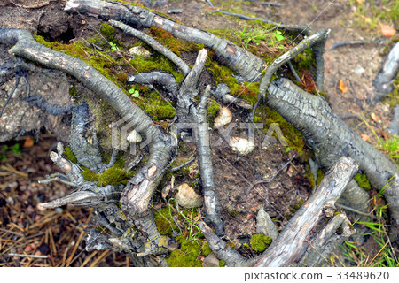 Roots of the tree in forest. 33489620