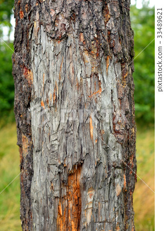 Bark of pine tree. Bark of pine tree. 33489621